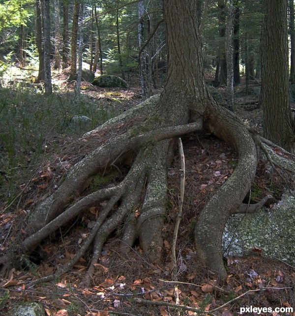 Tree on Rock